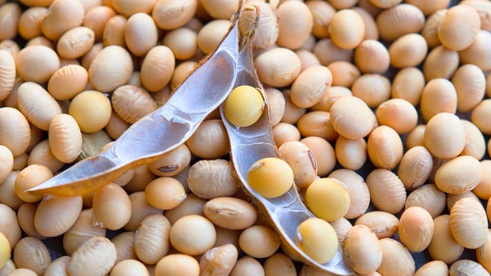La part de marché des États-Unis dans les importations chinoises de soja est tombée à 21 % en 2024